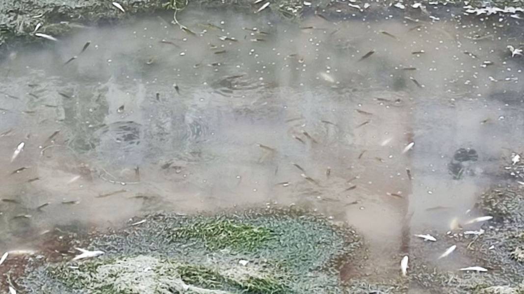 Adana’da Kuraklık Alarm Verdi: Kanaldaki Yüzlerce Balık Telef Oldu! 5